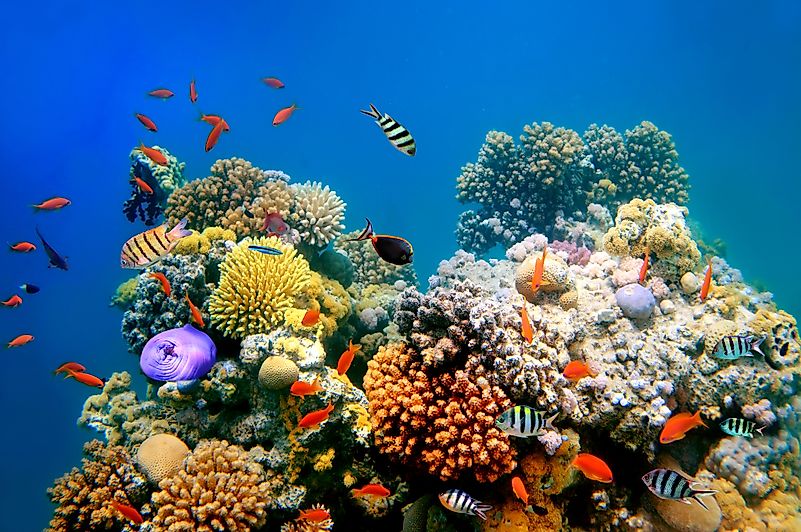 #7 Red Sea Reef