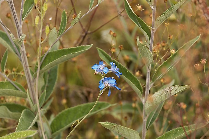 #4 Eastern Afromontane