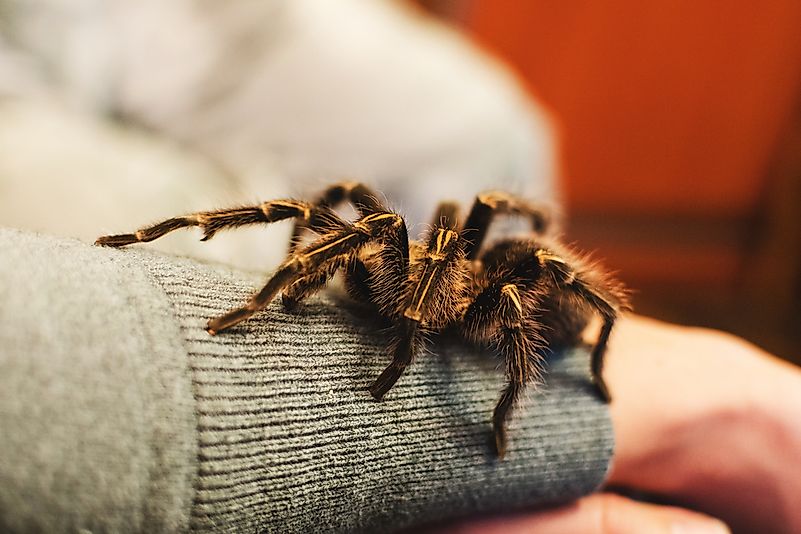 #1 Arachnophobia