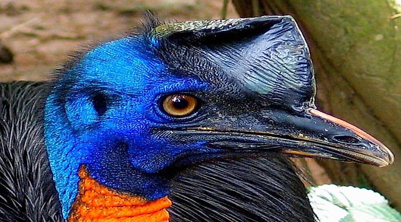 #2 Northern Cassowary