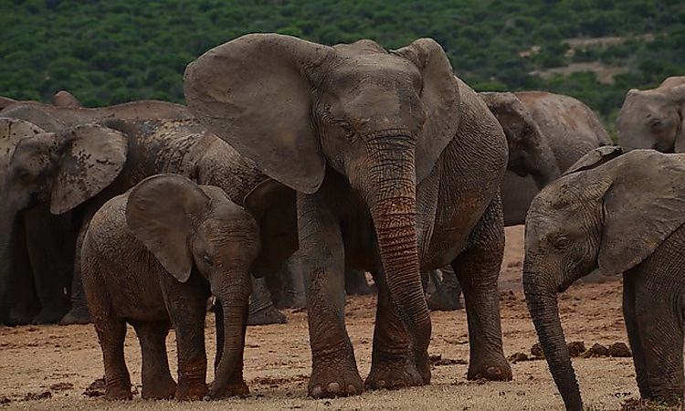 #8 African Elephant -
