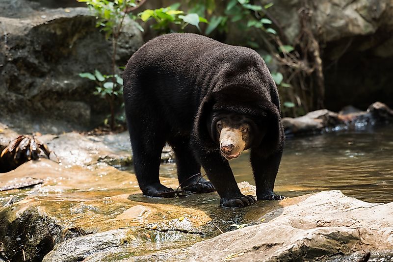 #4 Sun Bear