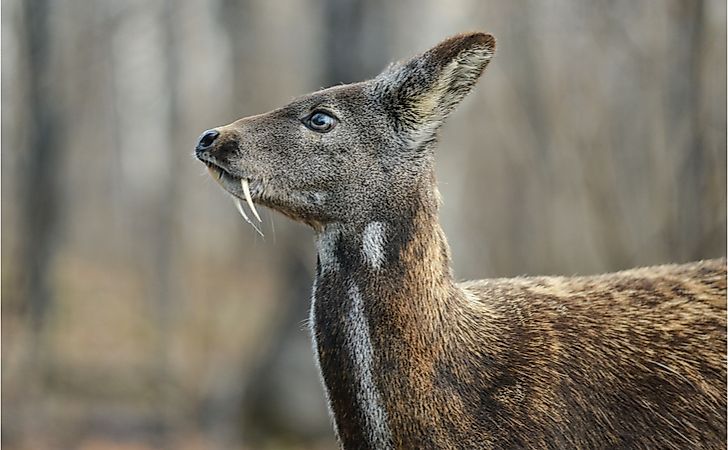#4 Siberian Musk Deer -