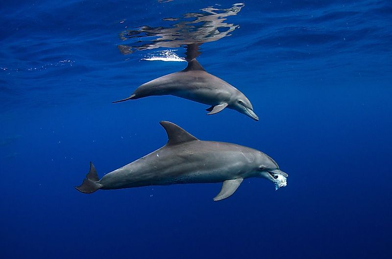 #1 Indo-Pacific Bottlenose Dolphin