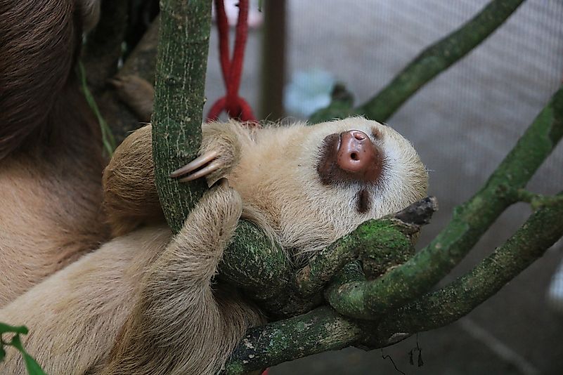#2 Sloth