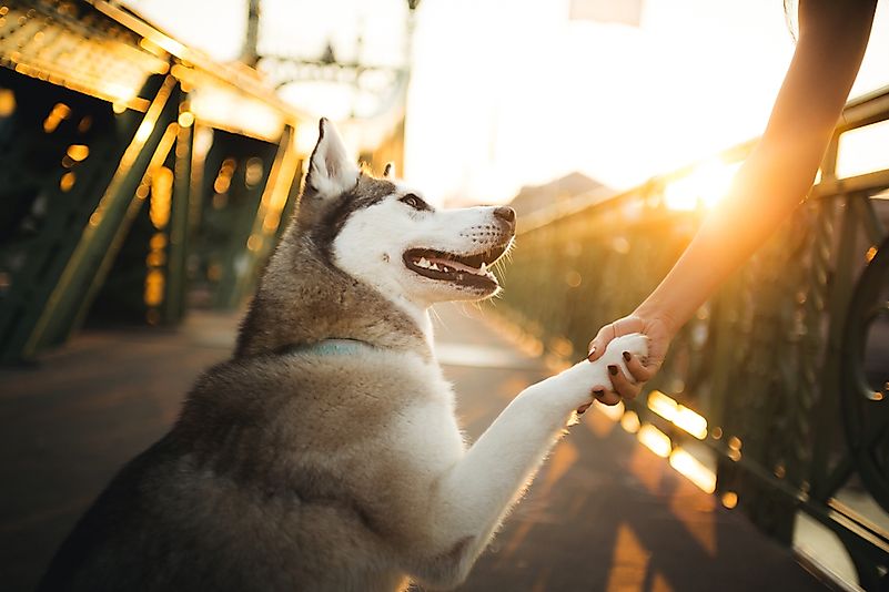 They have a much wider splaying paws than other breeds. They have a much wider splaying paws than other breeds.