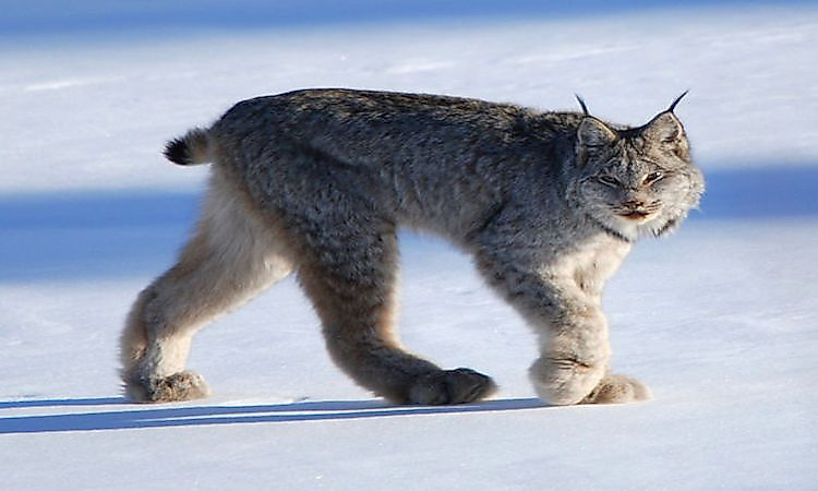 #4 Lynx -