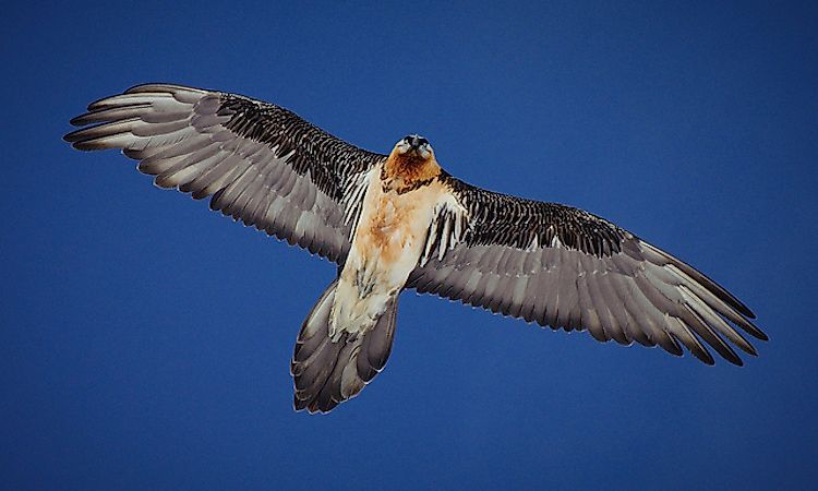 #6 Bearded vulture - 24,000 feet