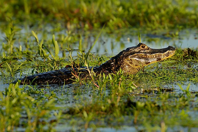#4 Yacara caiman