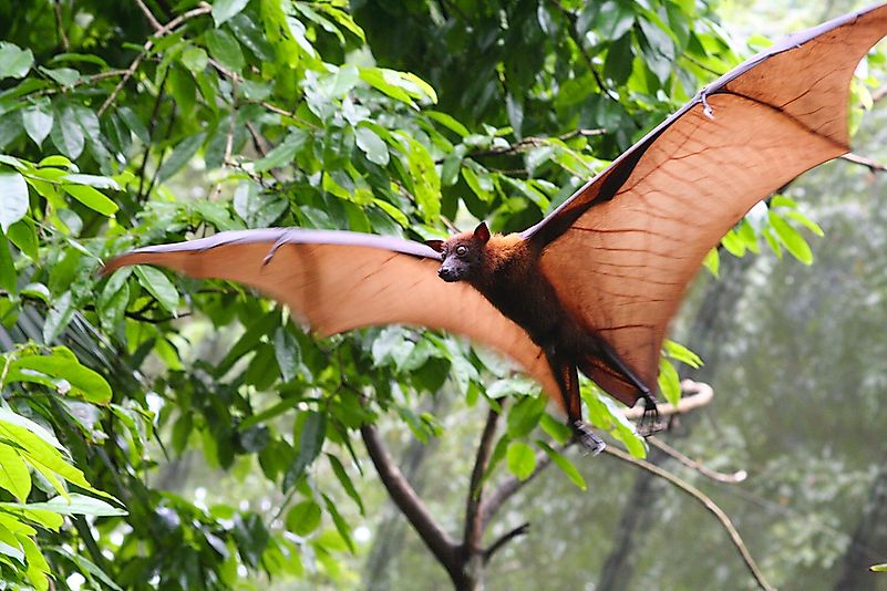 The flying fox is one of the largest bats in the world. The flying fox is one of the largest bats in the world.