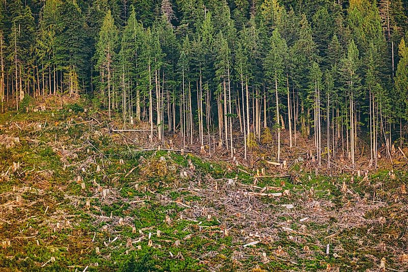 Deforestation of a forest in Alaska. Image credit: Maridav/Shutterstock.com Deforestation of a forest in Alaska. Image credit: Maridav/Shutterstock.com