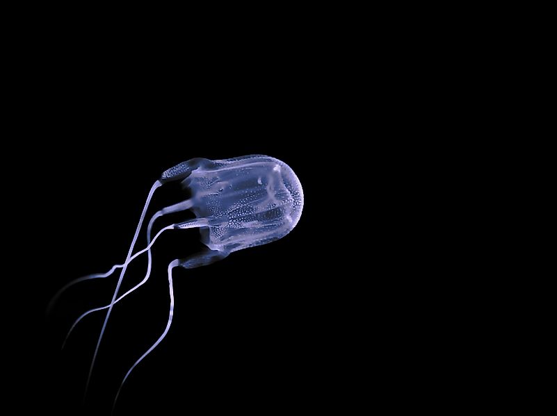 #2 Box Jellyfish