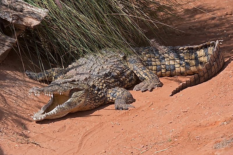 #1 ‘Man Eater’ Nile Crocodile