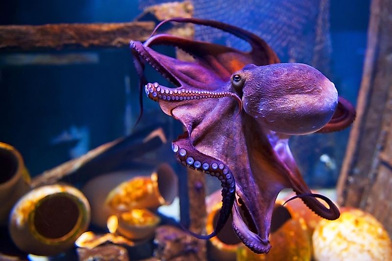 A giant octopus was being held inside of an aquarium, when it suddenly decided to go out, eat the fish in the aquarium next to it, and return to its original aquarium before anyone noticed. Image credit: Evikka / Shutterstock.com A giant octopus was being held inside of an aquarium, when it suddenly decided to go out, eat the fish in the aquarium next to it, and return to its original aquarium before anyone noticed. Image credit: Evikka / Shutterstock.com