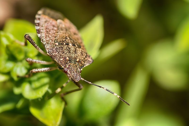 #4 Stink Bug