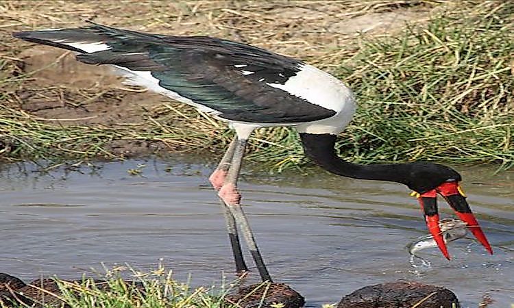 #4 Saddle-Billed Stork -