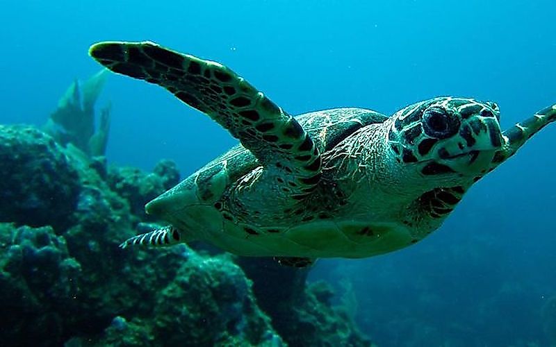 #1 Hawksbill Turtle