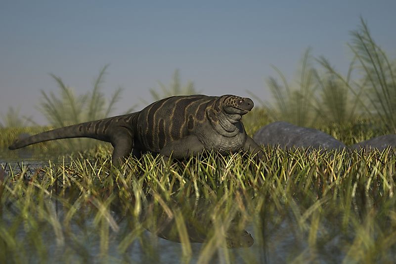 #5 Cotylorhynchus