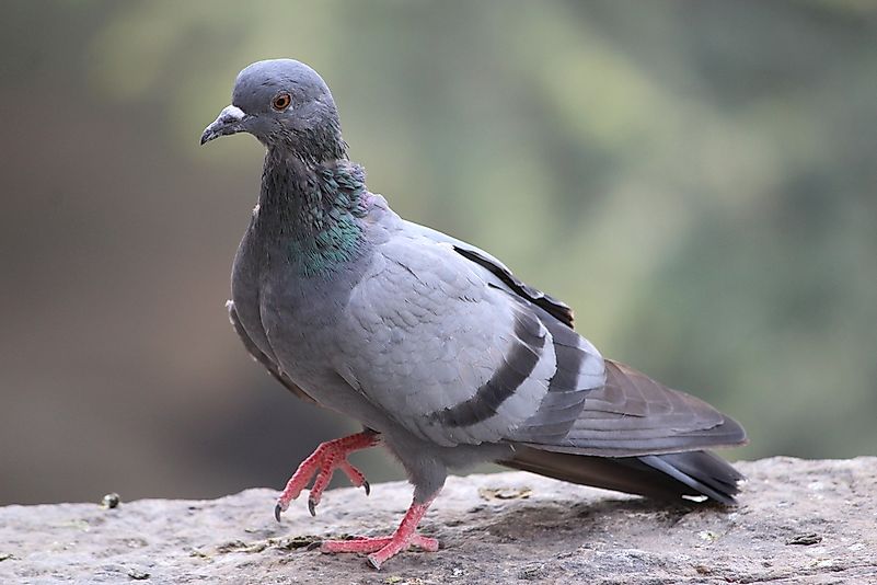 #3 Pigeons