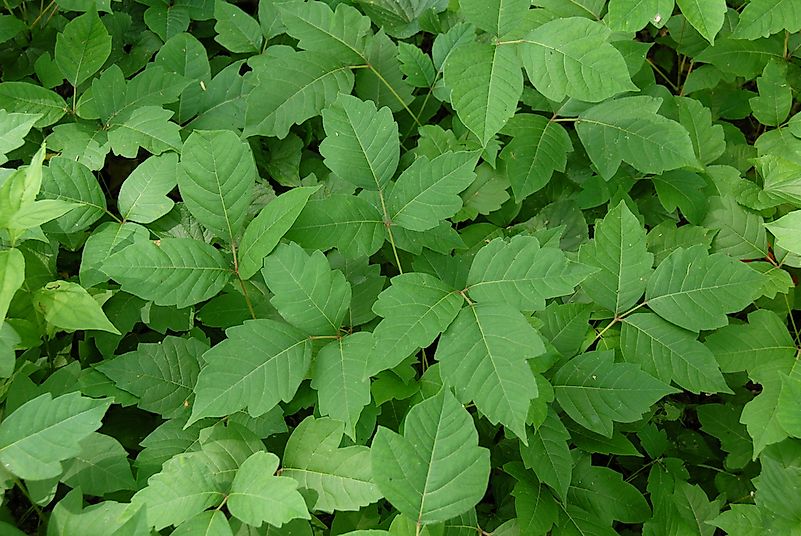 Distinctive poison ivy leaves. Distinctive poison ivy leaves.