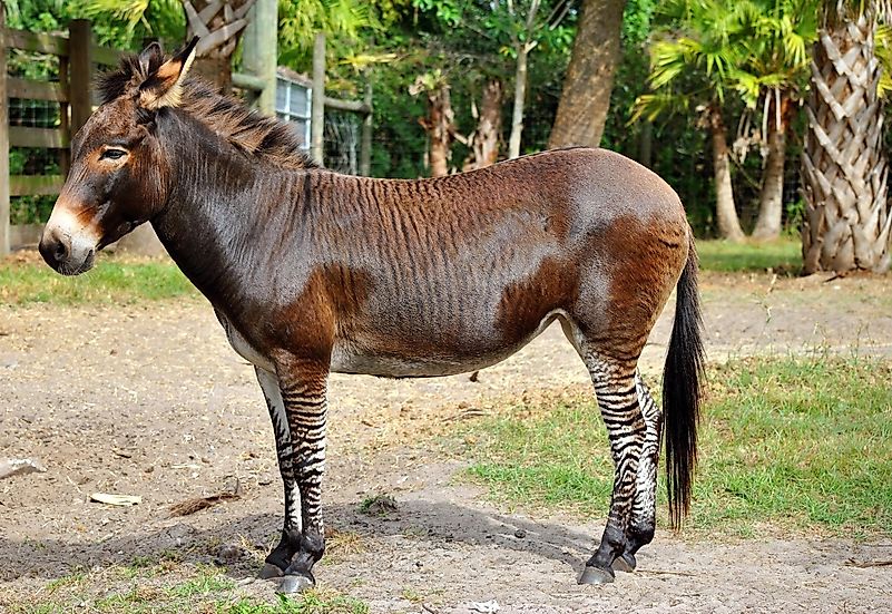 Zebroids are the offspring of a cross between zebras and other equines. Zebroids are the offspring of a cross between zebras and other equines.