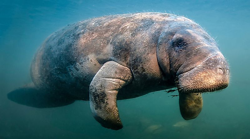 #15 Manatee