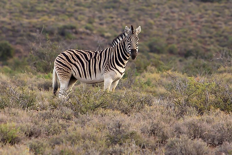 #2 Zebra