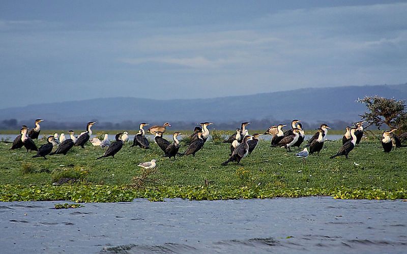 #4 Lake Naivasha