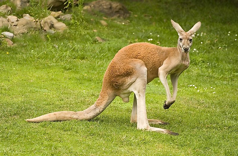 #4 Red Kangaroo (Macropus rufus)