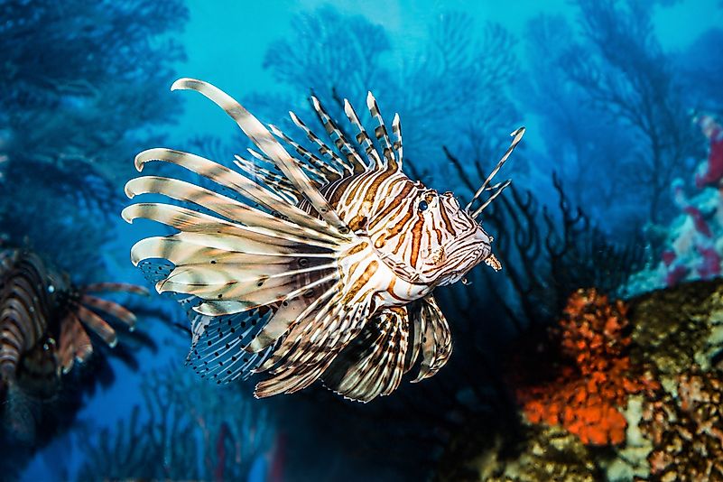 #2 Lionfish