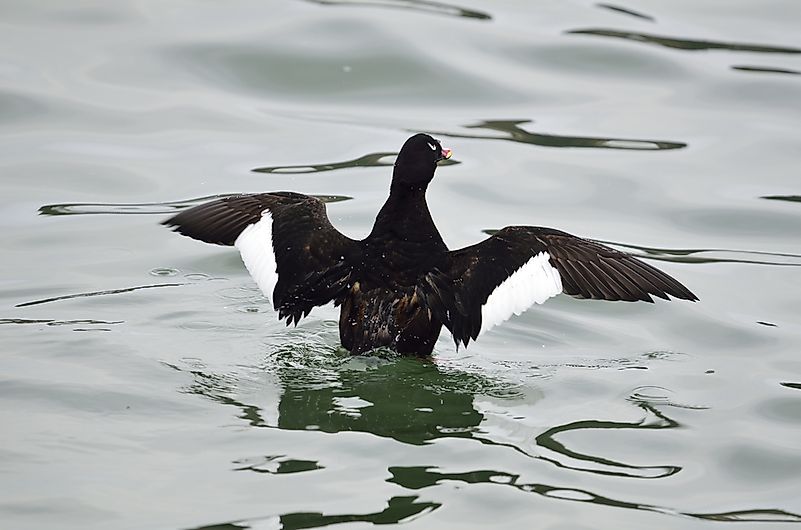 #3 Velvet scoter