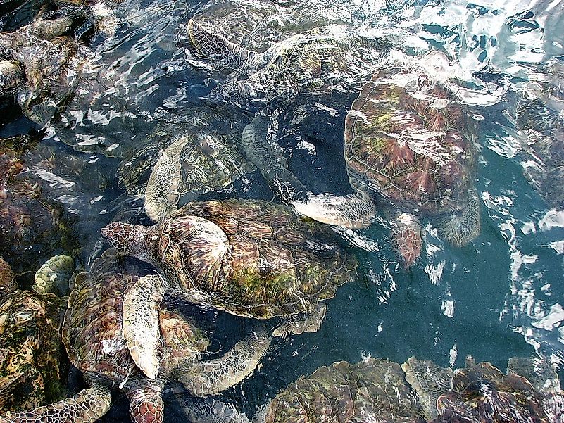 Green turtle Farm at Grand Cayman Islands for turtle consumption. Image credit: Sgerbic/Wikimedia.org Green turtle Farm at Grand Cayman Islands for turtle consumption. Image credit: Sgerbic/Wikimedia.org