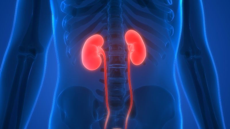 Kidneys act as a natural filtration system for the body, so it makes sense that the biggest amount of blood passes through them.