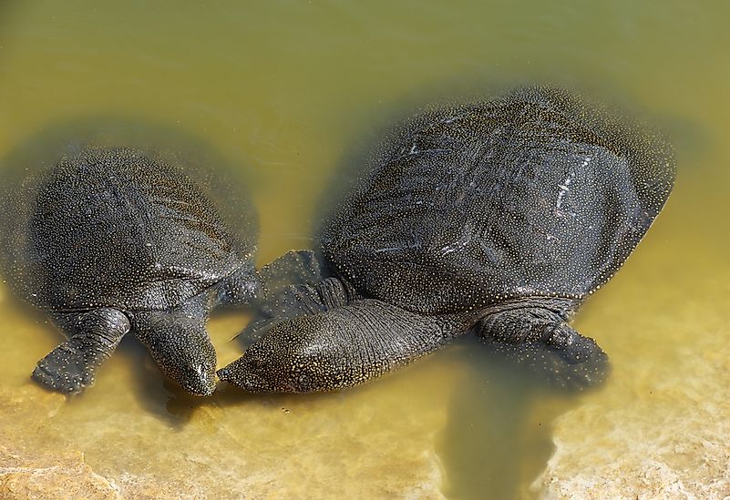 #4 Nile Soft-shelled Turtle