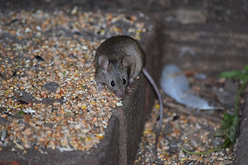 #9 Mice (Mus musculus)