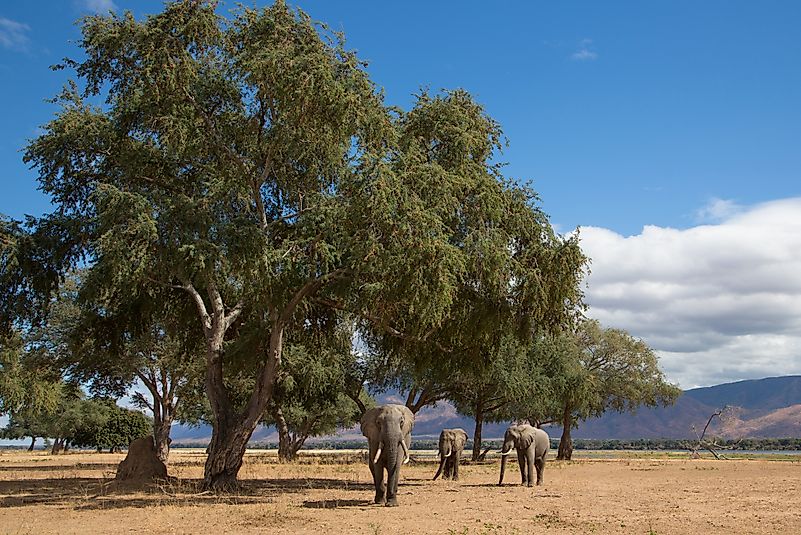 #7 Mana Pools National Park