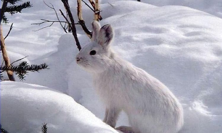 #13 Rodents And Rabbits Of Taiga -