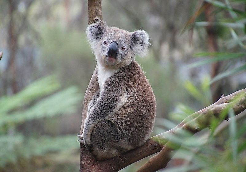 #2 Koala