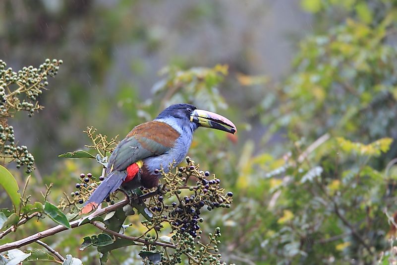 A grey-breasted mountain toucan in Ecuador. A grey-breasted mountain toucan in Ecuador.
