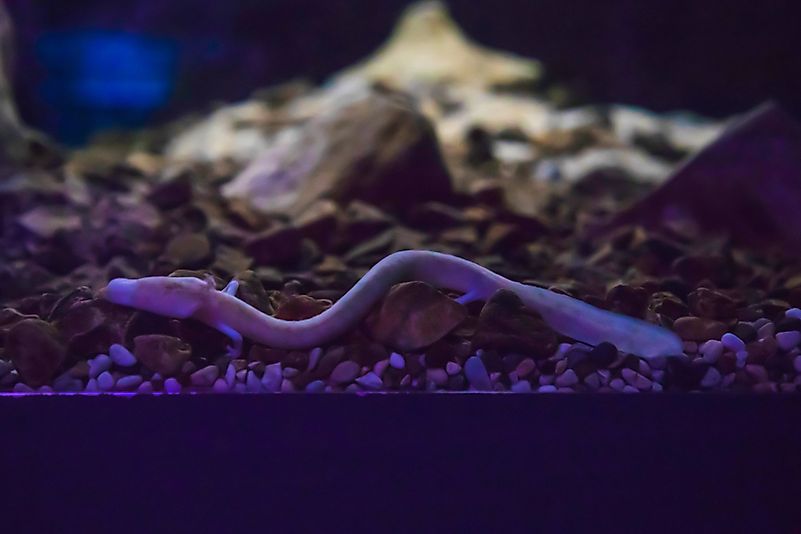 Olm - cave-dwelling chordate species found in Europe Olm - cave-dwelling chordate species found in Europe