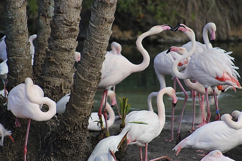 Flamingos in Disney’s Animal Kingdom. Image credit: Neo correia neo/Pixabay Flamingos in Disney’s Animal Kingdom. Image credit: Neo correia neo/Pixabay