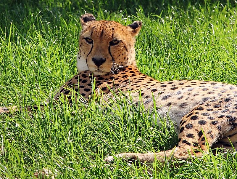 #9 Asiatic cheetah