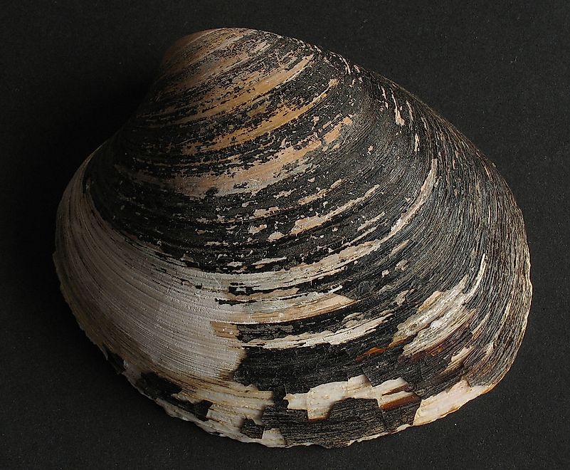 An ocean quahog. Image credit: Manfred Heyde/Wikimedia.org An ocean quahog. Image credit: Manfred Heyde/Wikimedia.org