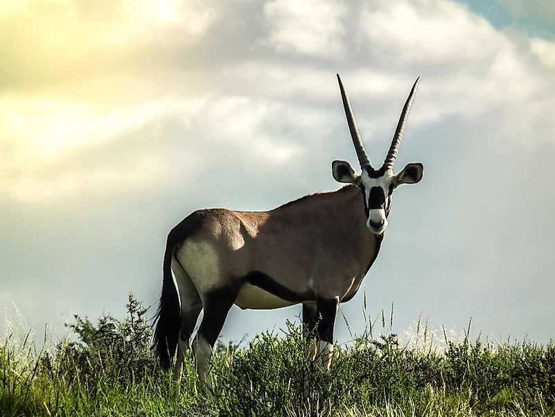 #4 Gemsbok