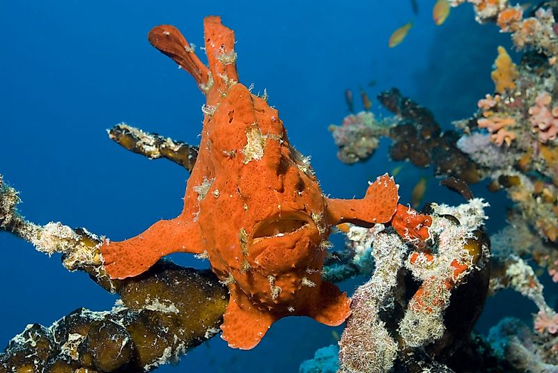 #5 Frogfish