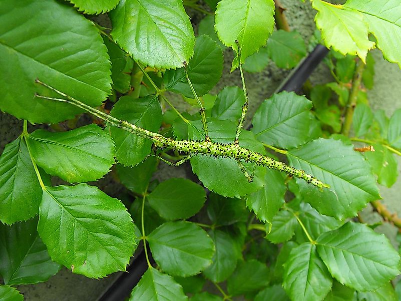 Acanthoxyla prasina or prickly stick insect, found in Fairfield, Otago, New Zealand. Image credit: Alan Gilchrist/Wikimedia.org Acanthoxyla prasina or prickly stick insect, found in Fairfield, Otago, New Zealand. Image credit: Alan Gilchrist/Wikimedia.org
