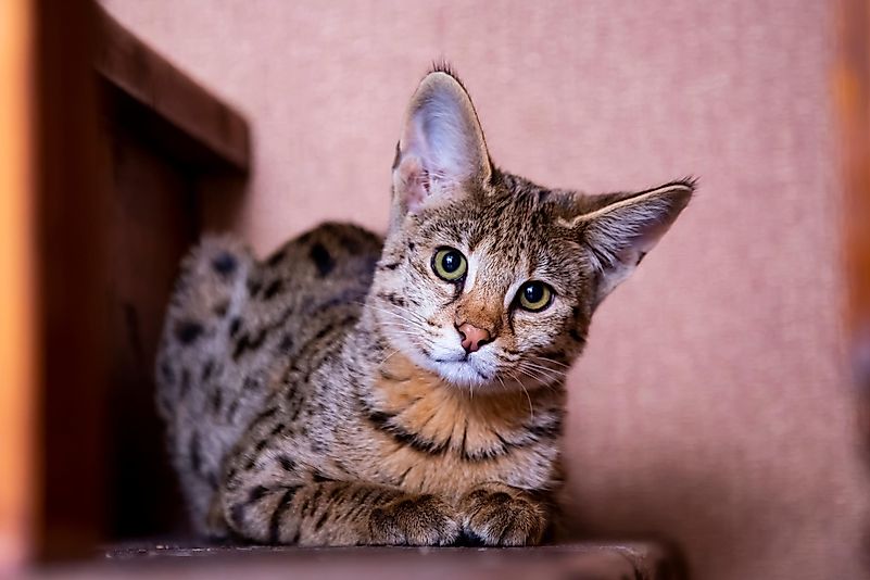 Savannah is the name given to the hybrid between a domestic cat and a serval. Savannah is the name given to the hybrid between a domestic cat and a serval.