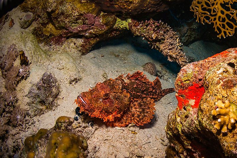 #6 Tassled Scorpionfish