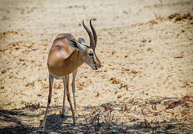 #6 Dorcas gazelle