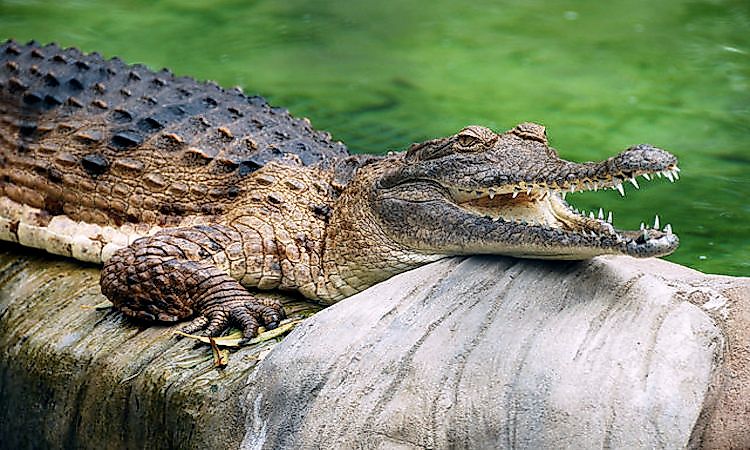 #4 Freshwater crocodile -